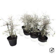 Sicksackbuske Corokia cotoneaster som krukväxt i transportbricka med flera stycken för trädgård och balkong. (Image AI modified or generated)