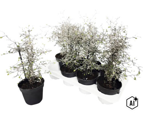 Sicksackbuske Corokia cotoneaster som krukväxt i transportbricka med flera stycken för trädgård och balkong. (Image AI modified or generated)
