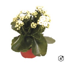 Våreld Kalanchoe med vita blommor och gröna blad i kruka (Image AI modified or generated)