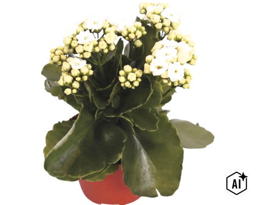Våreld Kalanchoe med vita blommor och gröna blad i kruka (Image AI modified or generated)