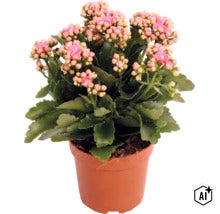 Våreld (Kalanchoe) i odlingskruka med ett flertal knoppar och blommor. (Image AI modified or generated)