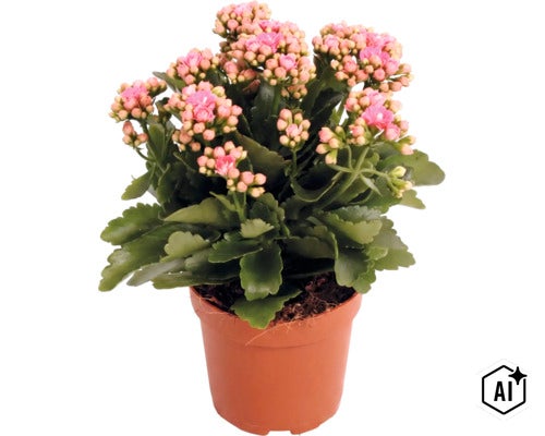 Våreld (Kalanchoe) i odlingskruka med ett flertal knoppar och blommor. (Image AI modified or generated)