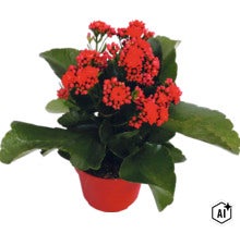 Kalanchoe-planta med röda blommor i en röd kruka. (Image AI modified or generated)