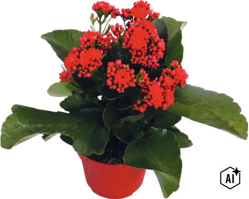 Kalanchoe-planta med röda blommor i en röd kruka. (Image AI modified or generated)