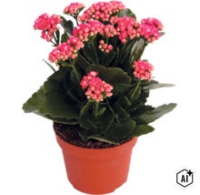 Kalanchoe med rosa blommor i en brun kruka. (Image AI modified or generated)