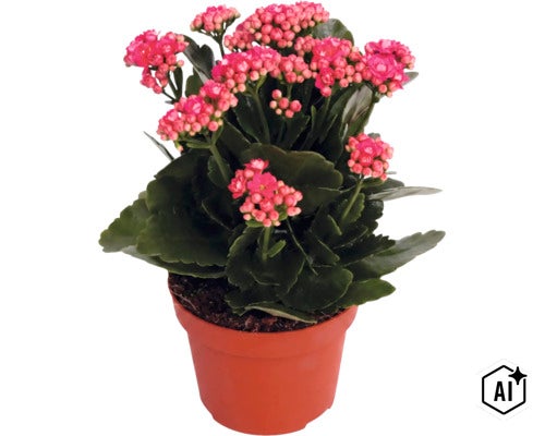 Kalanchoe med rosa blommor i en brun kruka. (Image AI modified or generated)