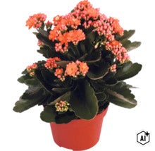 Blommande Kalanchoe krukväxt i plastkruka med tjocka, mörkgröna blad och orangea blommor. (Image AI modified or generated)