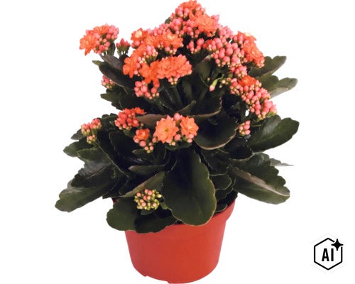 Blommande Kalanchoe krukväxt i plastkruka med tjocka, mörkgröna blad och orangea blommor. (Image AI modified or generated)