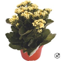 Våreld (Kalanchoe) i odlingskruka med gula blommor och gröna blad (Image AI modified or generated)