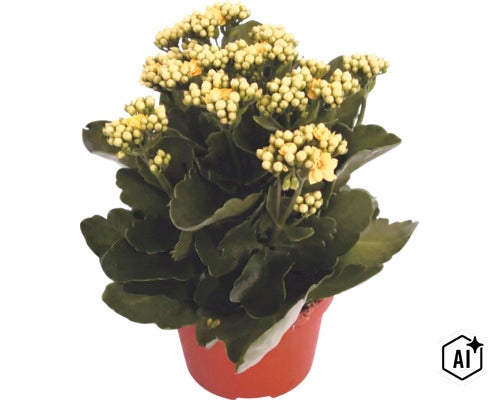 Våreld (Kalanchoe) i odlingskruka med gula blommor och gröna blad (Image AI modified or generated)