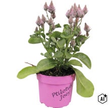 Ptilotus exaltatus Joey i plastkruka med gröna blad och fjäderlika blomax. (Image AI modified or generated)