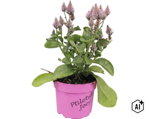 Ptilotus exaltatus Joey i plastkruka med gröna blad och fjäderlika blomax. (Image AI modified or generated)