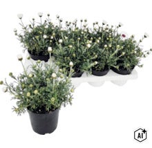 Margerit i kruka med många knoppar och fina gröna blad, på ett transportbräde. (Image AI modified or generated)