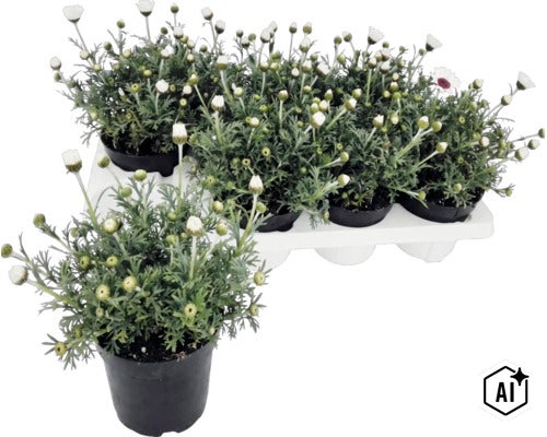 Margerit i kruka med många knoppar och fina gröna blad, på ett transportbräde. (Image AI modified or generated)