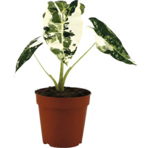 Alocasia macrorrhiza Variegata i en brun plastkruka.