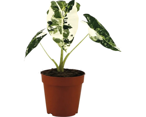 Alocasia macrorrhiza Variegata i en brun plastkruka.
