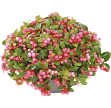 Vaktelbär Gaultheria procumbens i kruka med gröna blad och röda bär