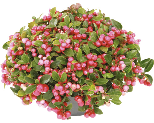 Vaktelbär Gaultheria procumbens i kruka med gröna blad och röda bär
