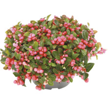 Vaktelbar Gaultheria procumbens i kruka med grona blad och roda bar