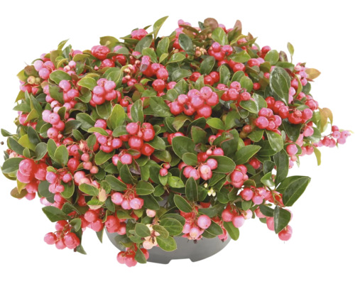 Vaktelbar Gaultheria procumbens i kruka med grona blad och roda bar