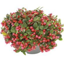Krypgaulteria Gaultheria procumbens med gröna blad och röda bär i kruka