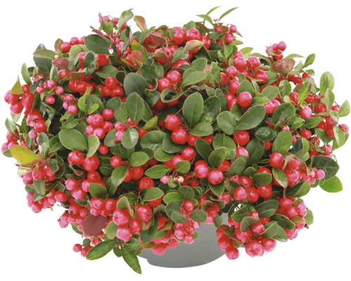 Krypgaulteria Gaultheria procumbens med gröna blad och röda bär i kruka