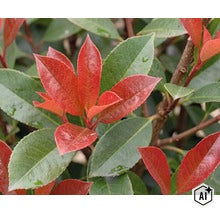 Närbild på en glansmispel Photinia fraseri med typiska lansettformade blad i skiftande färger. (Image AI modified or generated)
