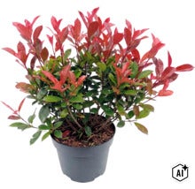 Glansmispel Photinia fraseri i en plastkruka (Image AI modified or generated)