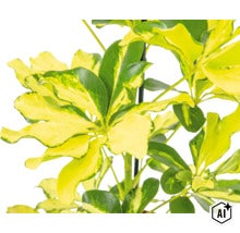 Krukväxt Schefflera arboricola med brokbladiga blad på en växtpinne (Image AI modified or generated)