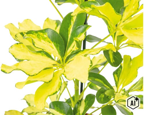 Krukväxt Schefflera arboricola med brokbladiga blad på en växtpinne (Image AI modified or generated)