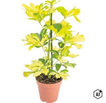 Schefflera arboricola med brokiga blad i en kruka med växtstöd (Image AI modified or generated)