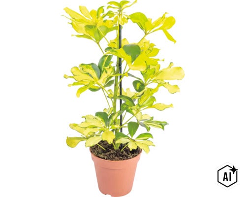 Schefflera arboricola med brokiga blad i en kruka med växtstöd (Image AI modified or generated)