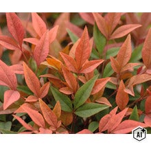 Närbild av Nandina domestica växtblad med spetsiga bladformer i trädgården (Image AI modified or generated)