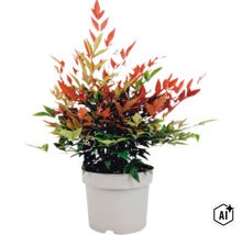 Syzygium paniculatum växt i kruka som krukväxt eller trädgårdsväxt (Image AI modified or generated)