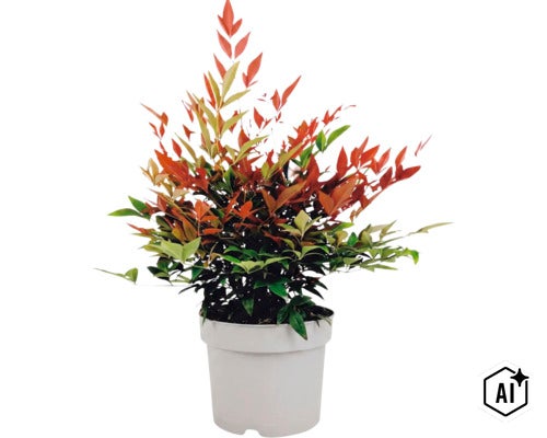 Syzygium paniculatum växt i kruka som krukväxt eller trädgårdsväxt (Image AI modified or generated)