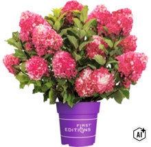Rosa blommande syrenhortensia i en lila växtkruka med First Editions logotyp (Image AI modified or generated)