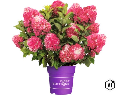 Rosa blommande syrenhortensia i en lila växtkruka med First Editions logotyp (Image AI modified or generated)