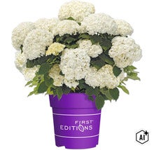Vit hortensia i lila plastkruka med First Editions logotyp (Image AI modified or generated)