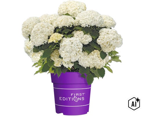 Vit hortensia i lila plastkruka med First Editions logotyp (Image AI modified or generated)
