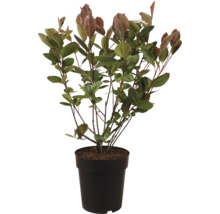 En Photinia Fraseri Little Red Robin växt i en kruka med unga blad.