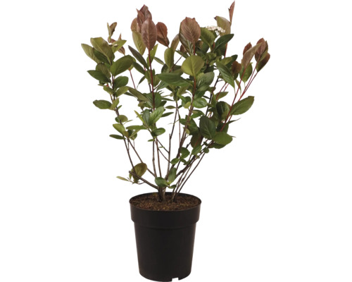 En Photinia Fraseri Little Red Robin växt i en kruka med unga blad.