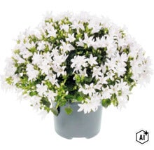 En blommande klockblomma i plastkruka med många vita blommor och gröna blad. (Image AI modified or generated)