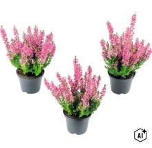 Tre Calluna ljungväxter med rosa blommor i svarta plastkrukor. (Image AI modified or generated)