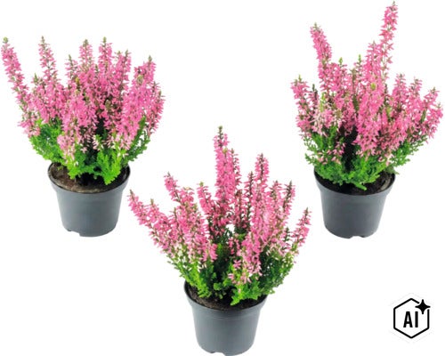 Tre Calluna ljungväxter med rosa blommor i svarta plastkrukor. (Image AI modified or generated)