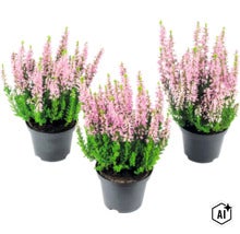 Tre krukor med ljung med rosa blommor i plastkrukor. (Image AI modified or generated)