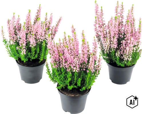 Tre krukor med ljung med rosa blommor i plastkrukor. (Image AI modified or generated)