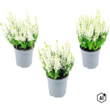 Tre vitblommande ljungväxter i grå plastkrukor (Image AI modified or generated)