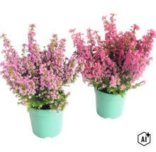 Två krukor med blommande ljung i ljusa växtkrukor. (Image AI modified or generated)