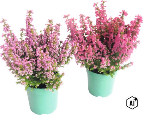 Två krukor med blommande ljung i ljusa växtkrukor. (Image AI modified or generated)