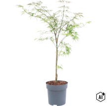 Japansk lönn i kruka med finflikiga blad och stödpinne (Image AI modified or generated)